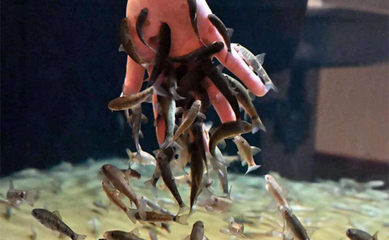 海や川にすむ魚の食性は主に4つ <海に畑を作る魚>がいるって本当?