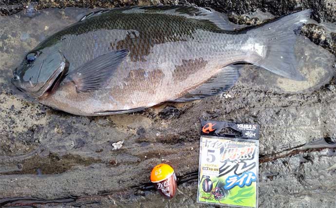 三浦半島「諸磯」でのフカセ釣りで36cm頭にメジナ10尾キャッチ【神奈川