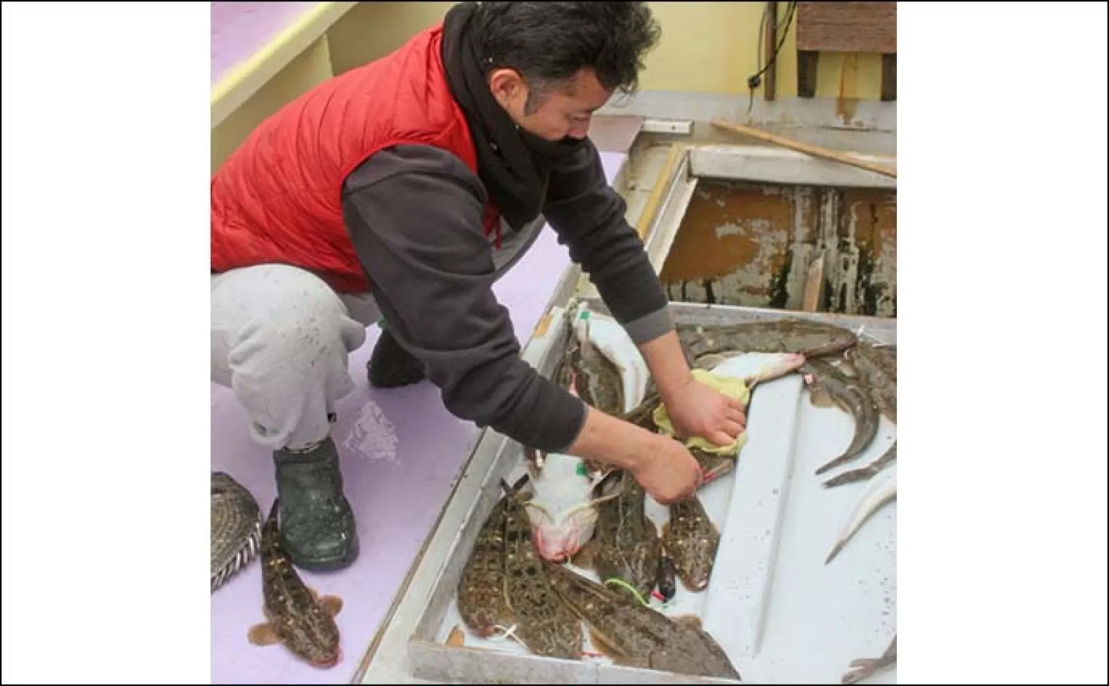 東京湾の船マゴチ釣りで54cm頭に釣る人5尾【新明丸】エサはサイマキエビ