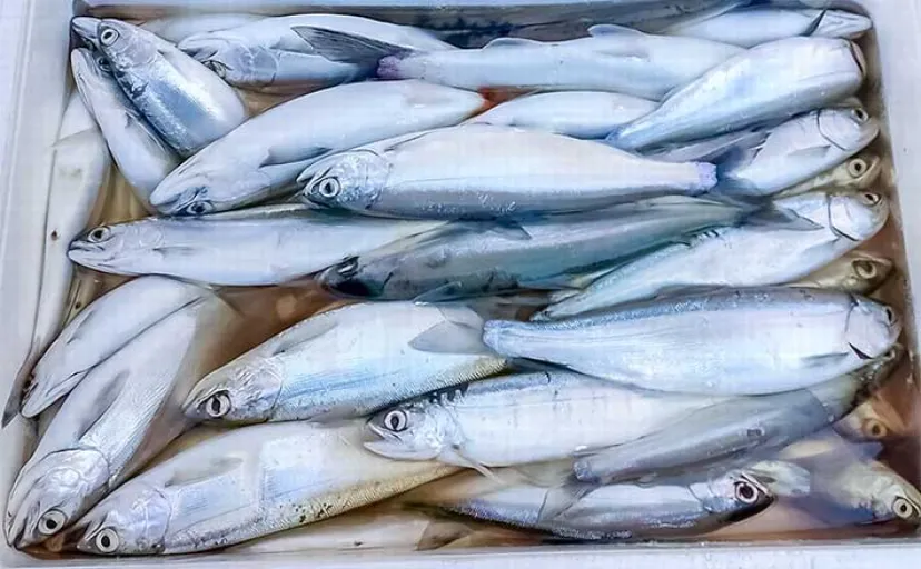 西湖ボートヒメマス釣りで32cm筆頭に30尾【山梨】2024年は良型揃いの傾向か