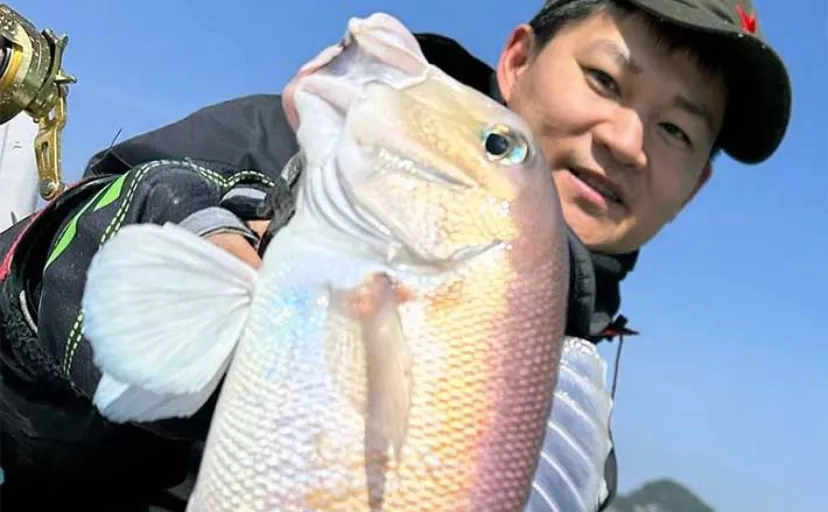 【船釣り釣果速報】タイラバで良型のシロアマダイをキャッチ（三重）