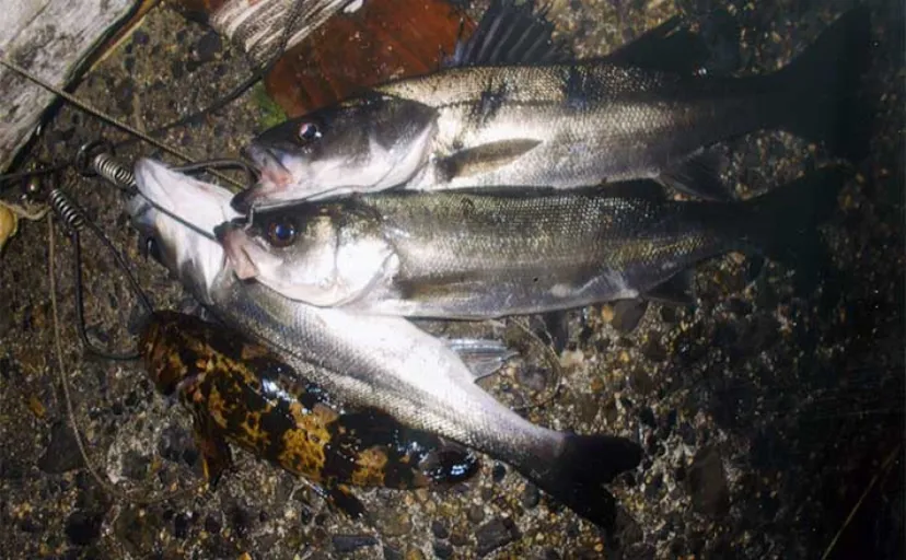 夜のウキ釣りで30cm級セイゴが連打【三重・四日市】アオイソメエサにヒット