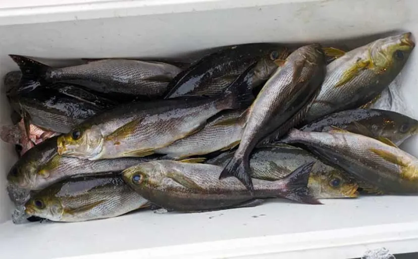 船イサキ釣りで脂乗り抜群の居付き個体を狙う【静岡】ゲストも多彩で好土産に