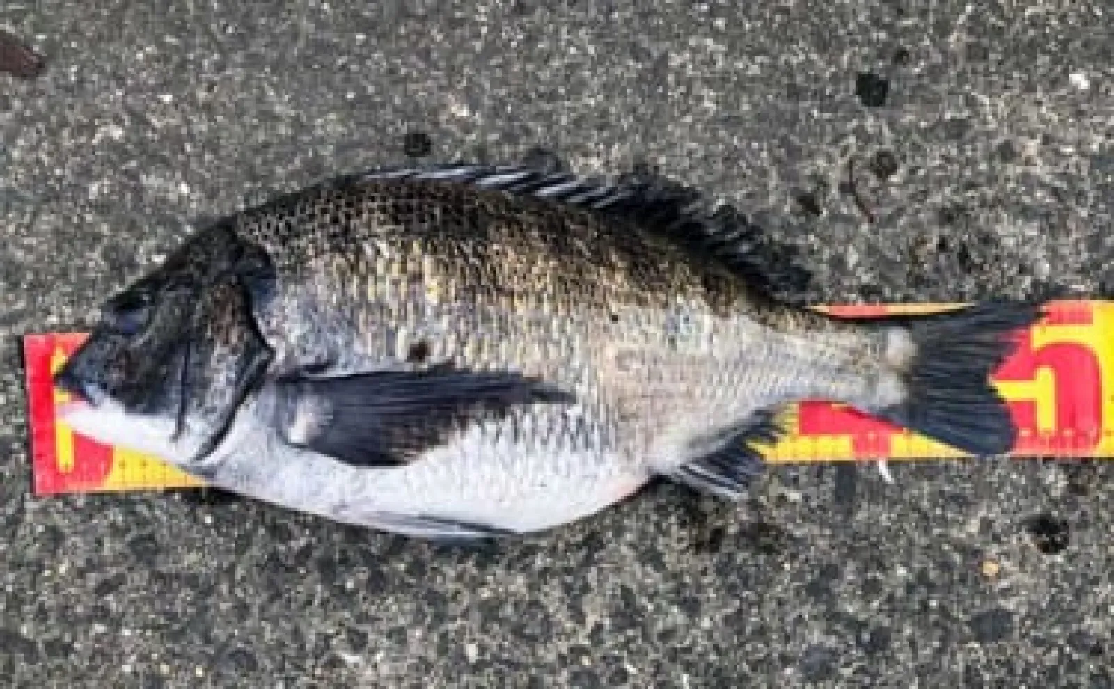 沖磯チヌフカセ釣り開幕戦で50cm「年無し」手中【和歌山】居着きの個体がメインか