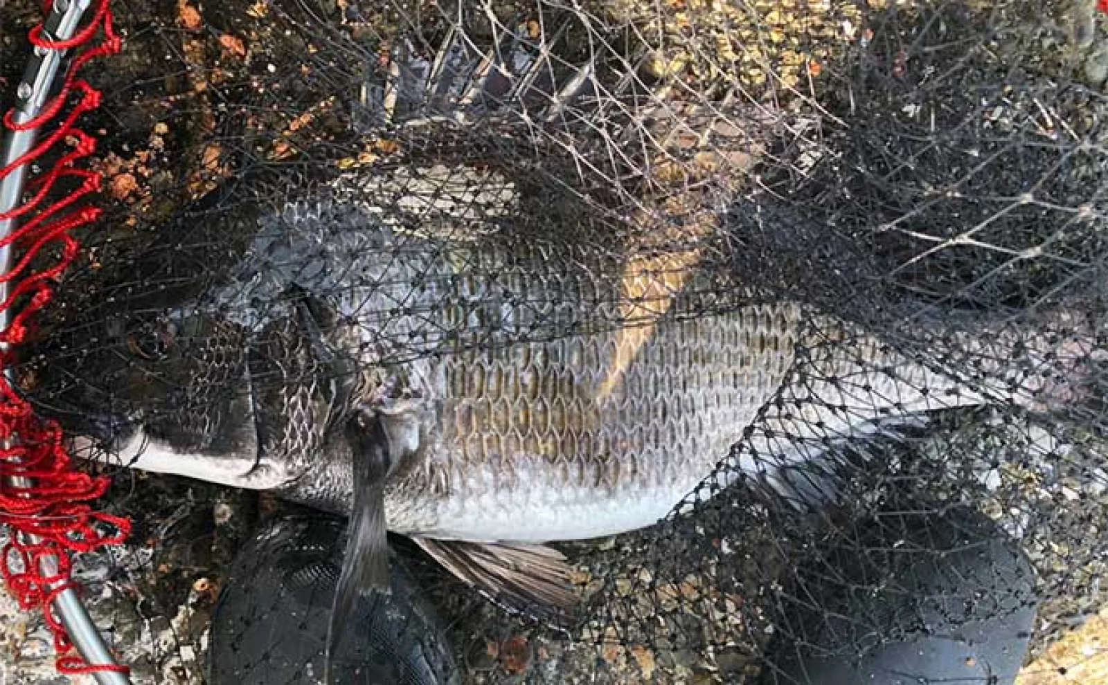沖磯チヌフカセ釣り開幕戦で50cm「年無し」手中【和歌山】居着きの個体がメインか
