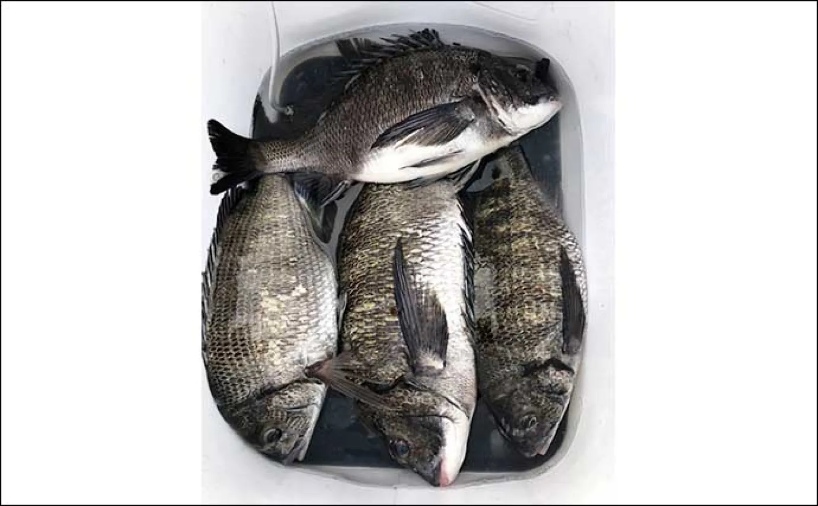 沖磯チヌフカセ釣り開幕戦で50cm「年無し」手中【和歌山】居着きの個体がメインか