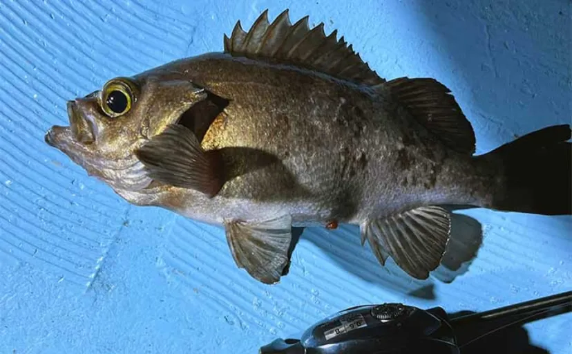 ボートメバリング釣行で27cm頭に20尾以上キャッチ【大分】平均24cmと良型中心