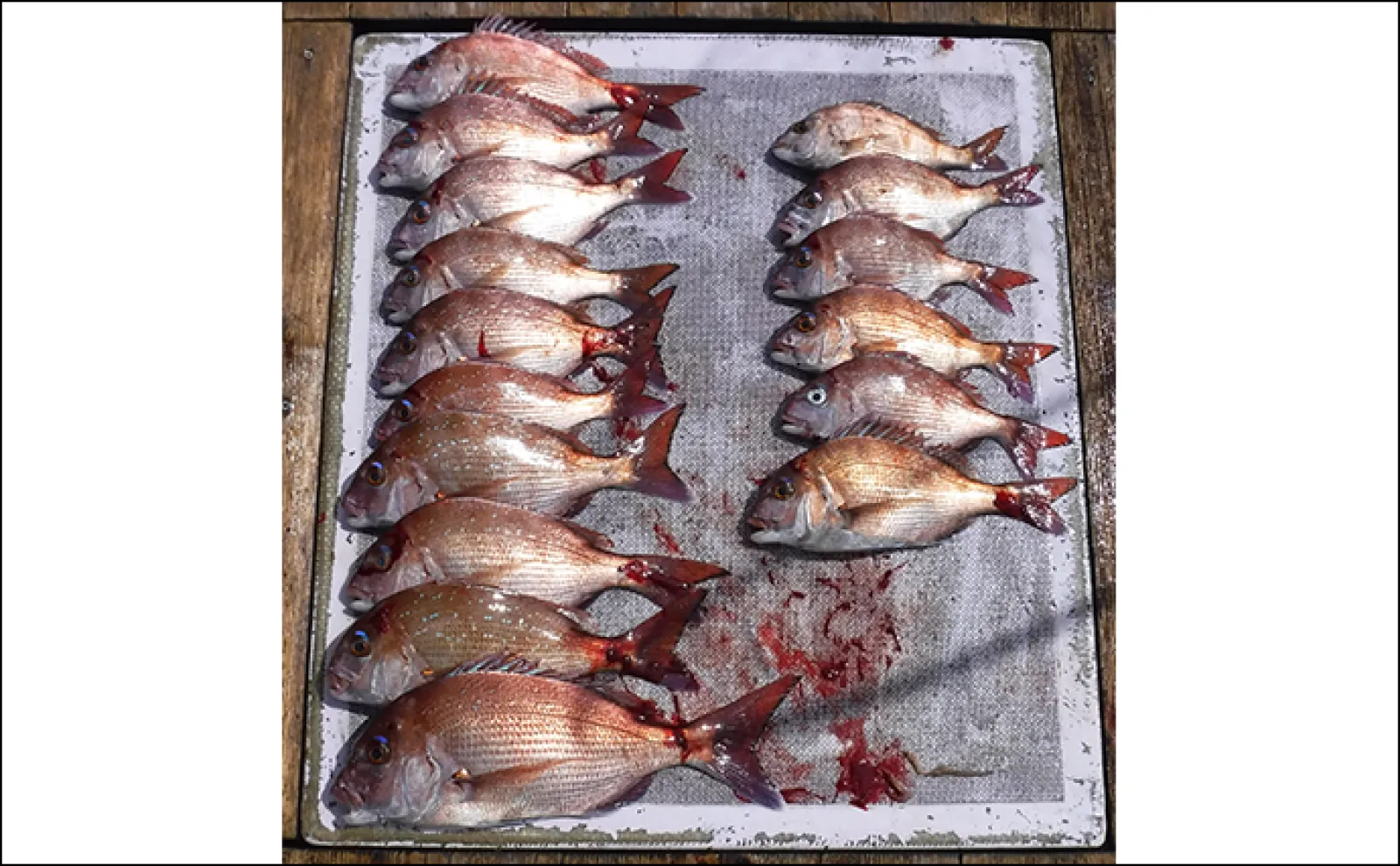 【船釣り釣果速報】タイラバでマダイが順調にヒット中!(愛知)