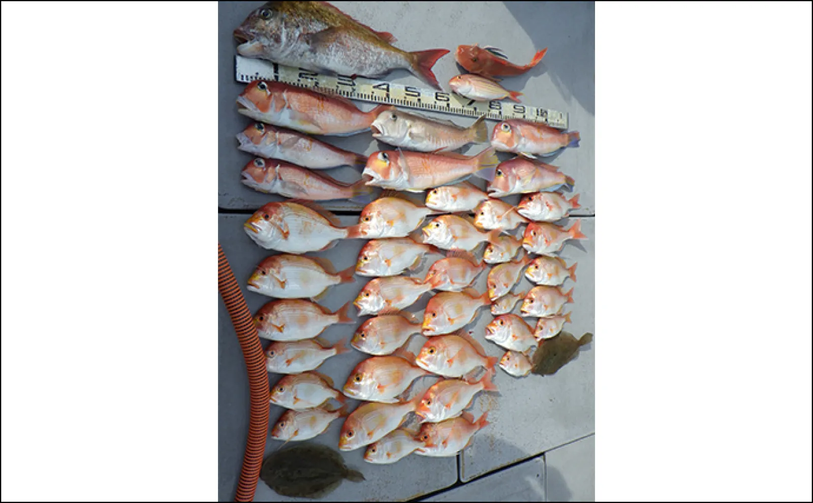 【船釣り釣果速報】タイラバでマダイが順調にヒット中!(愛知)