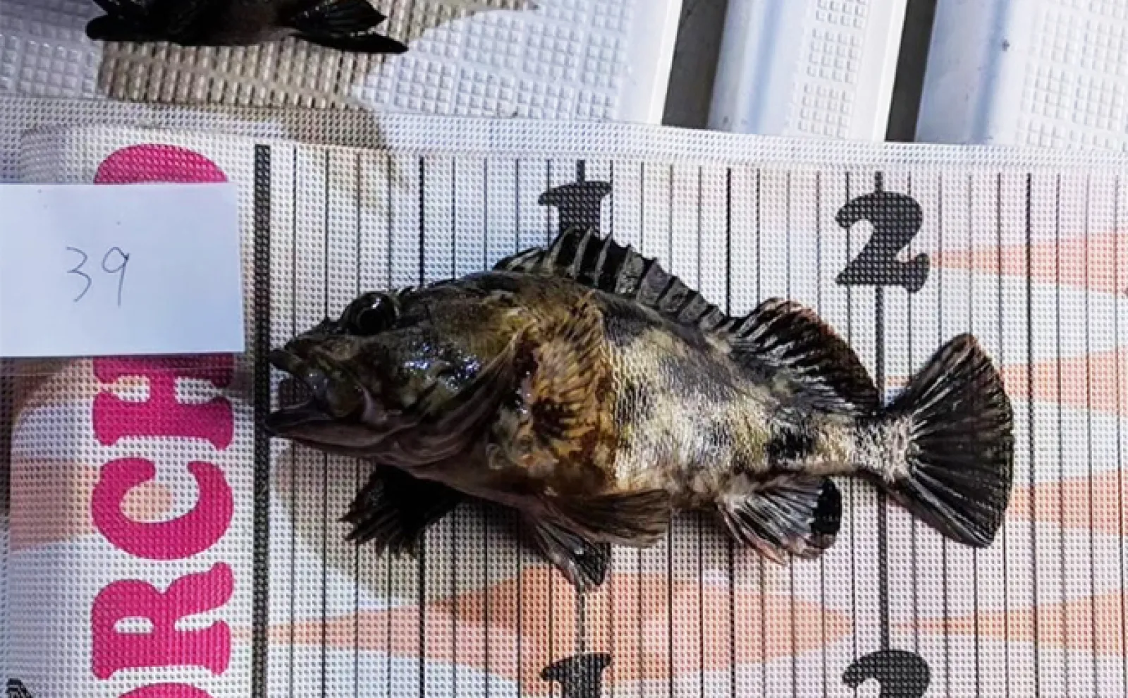 【船釣り釣果速報】タイラバでマダイが順調にヒット中!(愛知)