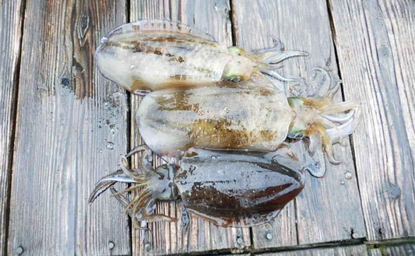 イカダからアオリイカを狙う3つの釣法を解説　【ヤエン・エギング・泳がせ】