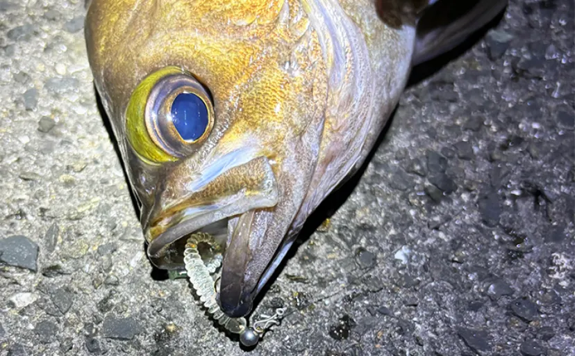 低水温期のメバリングの釣り方を解説　【軽いリグをしっかり沈める】が吉