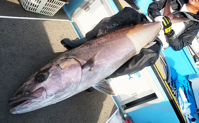 佐多岬沖の泳がせ釣りで163cm39kg【モンスターカンパチ】堂々浮上（海晴丸）