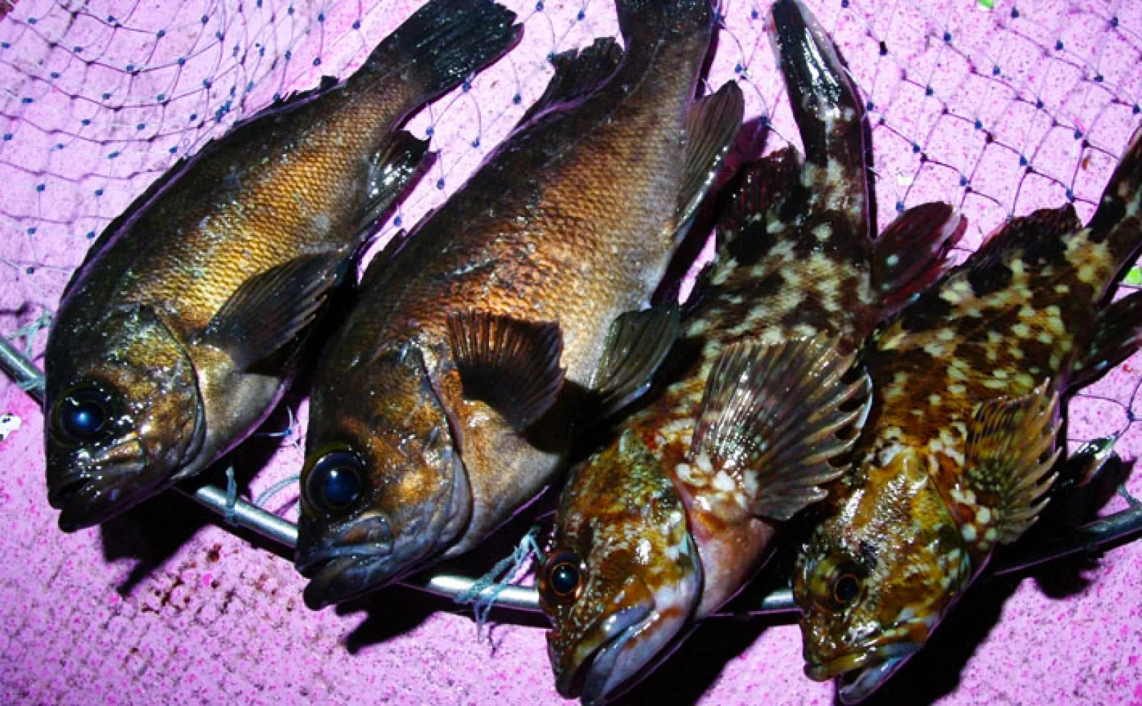 夕方から気軽に船釣りを楽しめる！」東京湾の【夜メバル＆カサゴ船】を