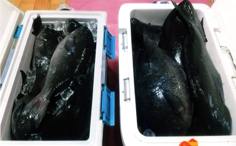 五島列島での磯フカセ釣りで48cm筆頭にクロ（メジナ）連打でクーラー満タン