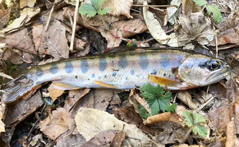奥多摩の渓流釣行で20cm山女魚（ヤマメ）と対面　水根沢周辺でヒット