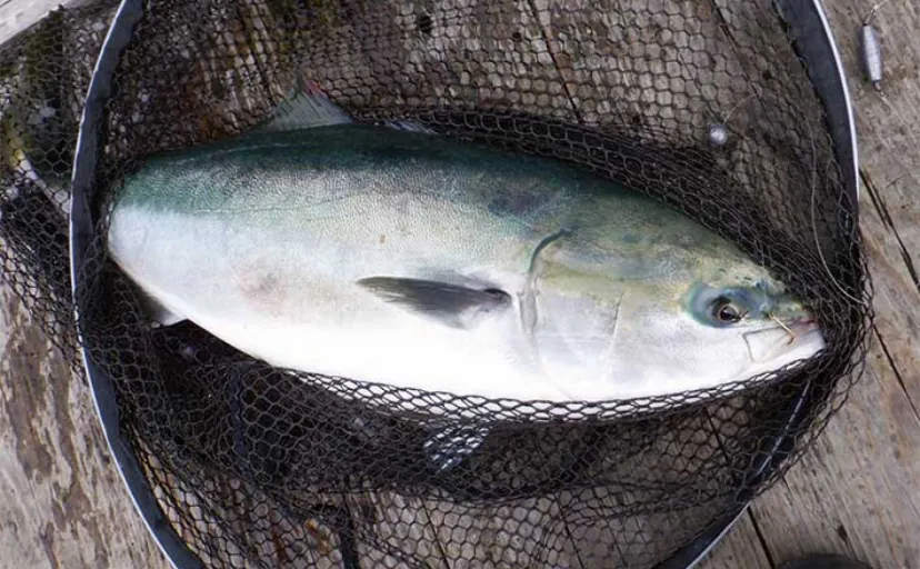 海上釣り堀でカンパチにワラサと青物を連打【三重・和光】放流タイムが好機