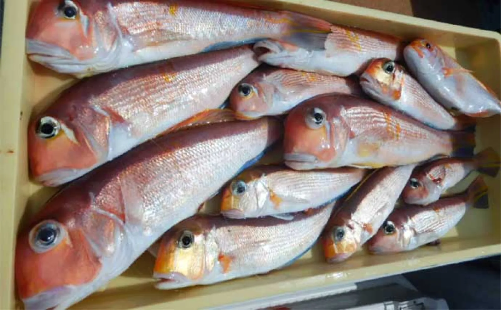 【沖釣り釣果速報】トンジギ便でカツオ混じりに本命マグロ好ヒット中(愛知)