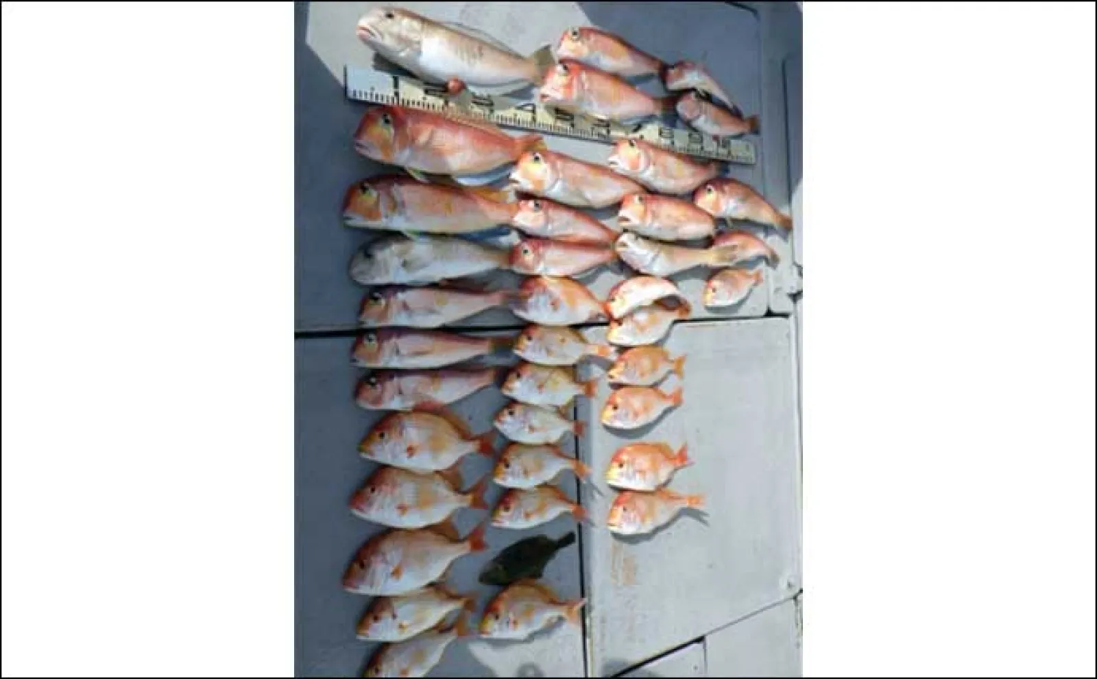 【沖釣り釣果速報】トンジギ便でカツオ混じりに本命マグロ好ヒット中(愛知)