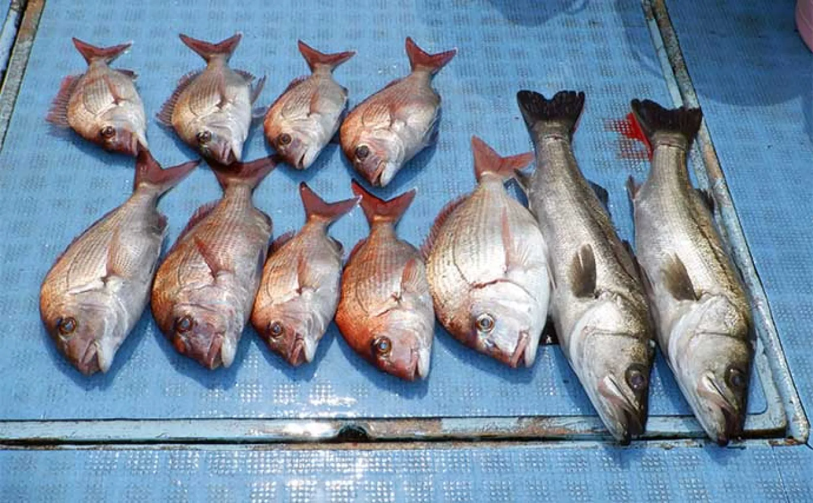 【沖釣り釣果速報】トンジギ便でカツオ混じりに本命マグロ好ヒット中(愛知)