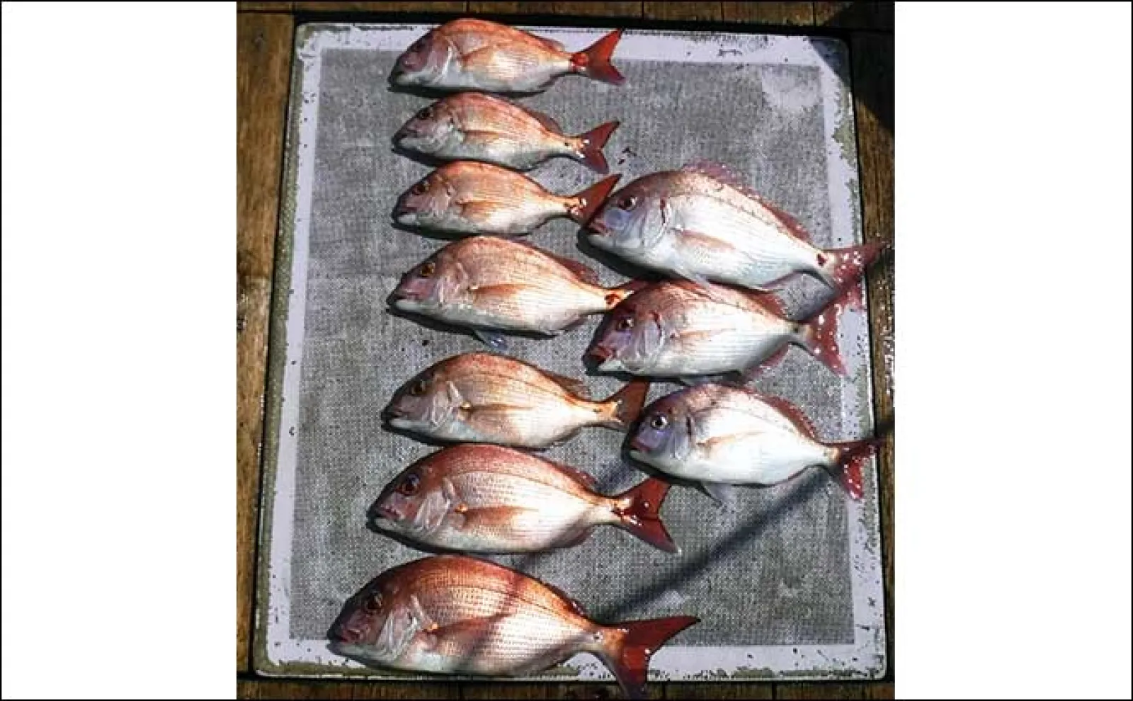 【沖釣り釣果速報】トンジギ便でカツオ混じりに本命マグロ好ヒット中(愛知)