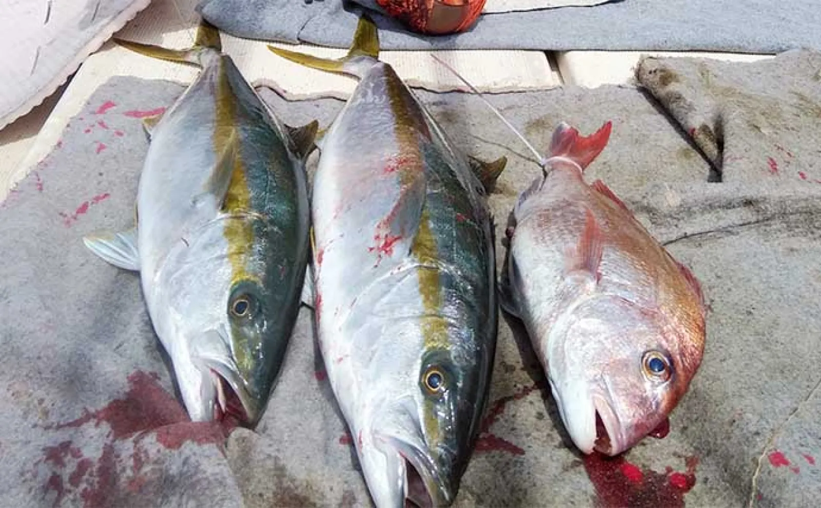 【沖釣り釣果速報】壱岐周辺や五島灘で大型マダイが続々顔出し(長崎・佐賀)