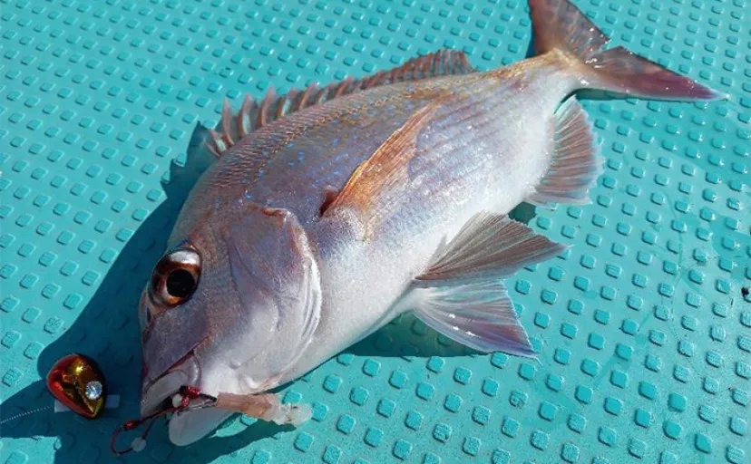 釣り好き気象予報士による【GWの天気＆海況予測】 オススメの釣りも紹介