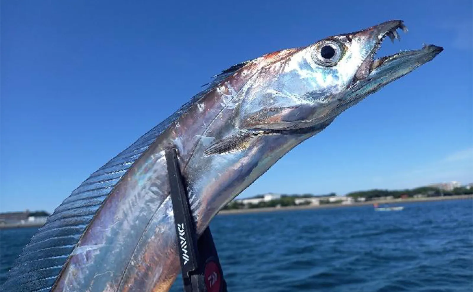 釣り好き気象予報士による【GWの天気&海況予測】 オススメの釣りも紹介