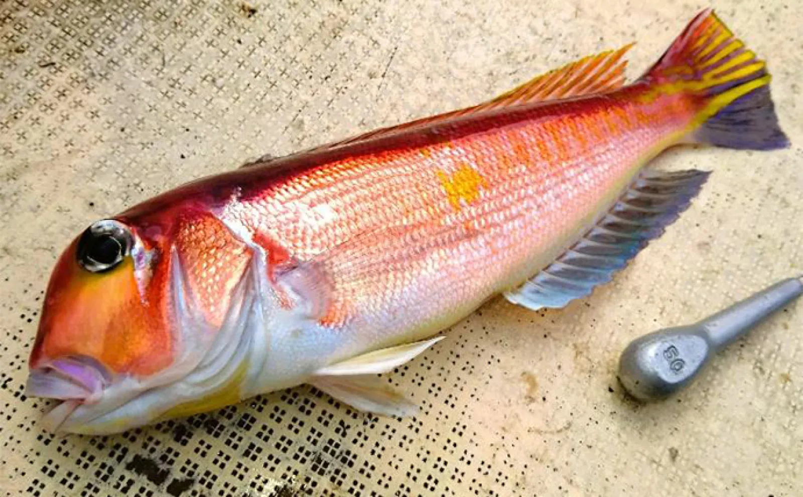釣り好き気象予報士による【GWの天気&海況予測】 オススメの釣りも紹介