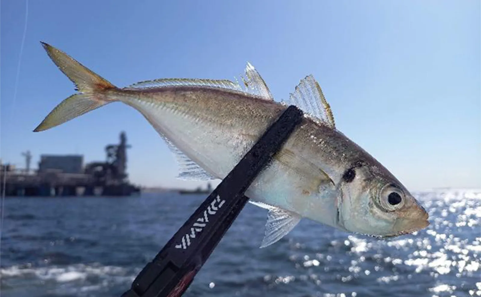 釣り好き気象予報士による【GWの天気&海況予測】 オススメの釣りも紹介