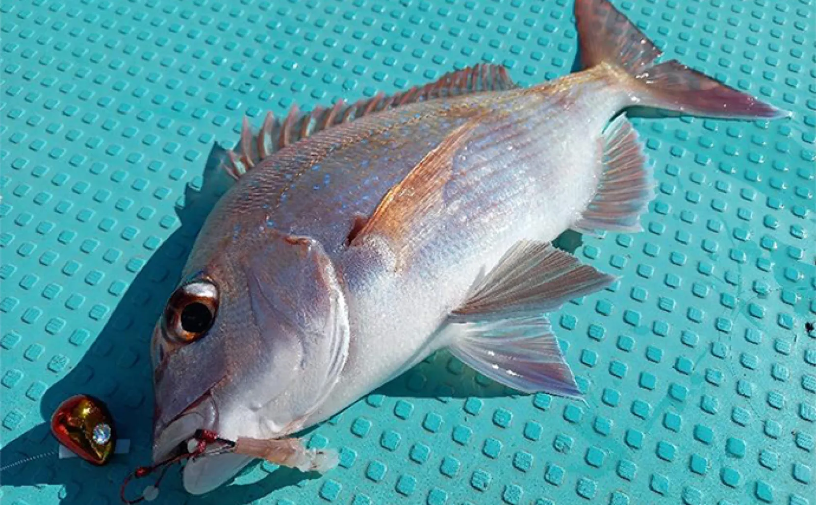 釣り好き気象予報士による【GWの天気&海況予測】 オススメの釣りも紹介