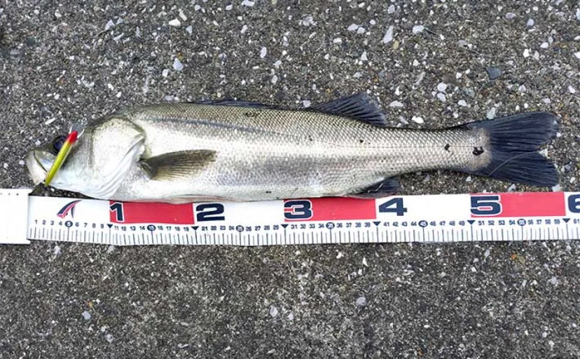 日中の小河川ルアーシーバス釣行で60cm＆55cm手中【千葉】干潮前後がチャンスタイム