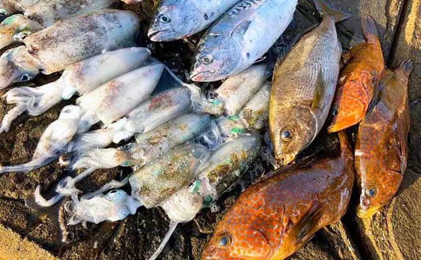 福岡エリアのルアー釣り愛好家の憧れ釣り場は【世界遺産の沖ノ島と四万十川】