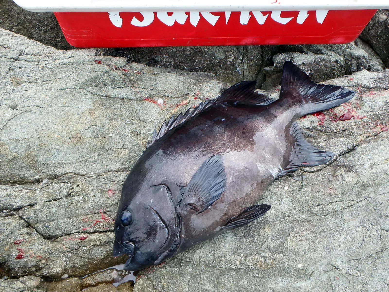 九州エリア磯釣り愛好家がGWに行きたい憧れの釣り場は【熊本天草の大ケ瀬&小ケ瀬】