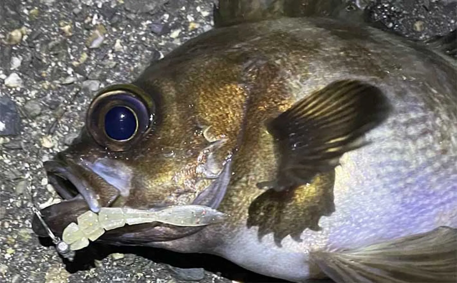 大阪湾メバリング愛好家がGWに行きたい釣りは【淡路島で3種のメバル