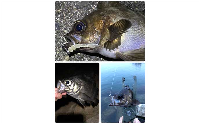 大阪湾メバリング愛好家がGWに行きたい釣りは【淡路島で3種のメバル