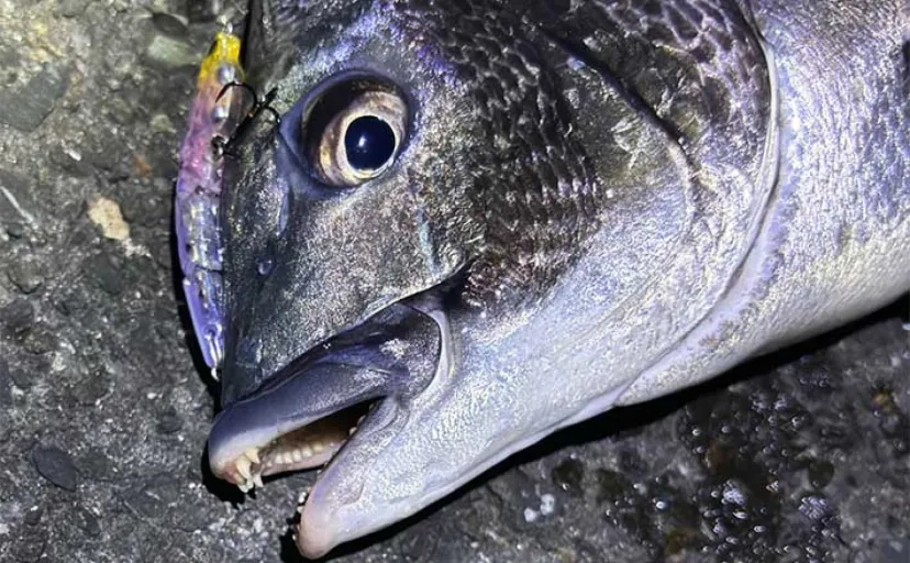 春の乗っ込み（ノッコミ）期のチヌの特徴と釣り方　基本は夕方～夜を狙おう