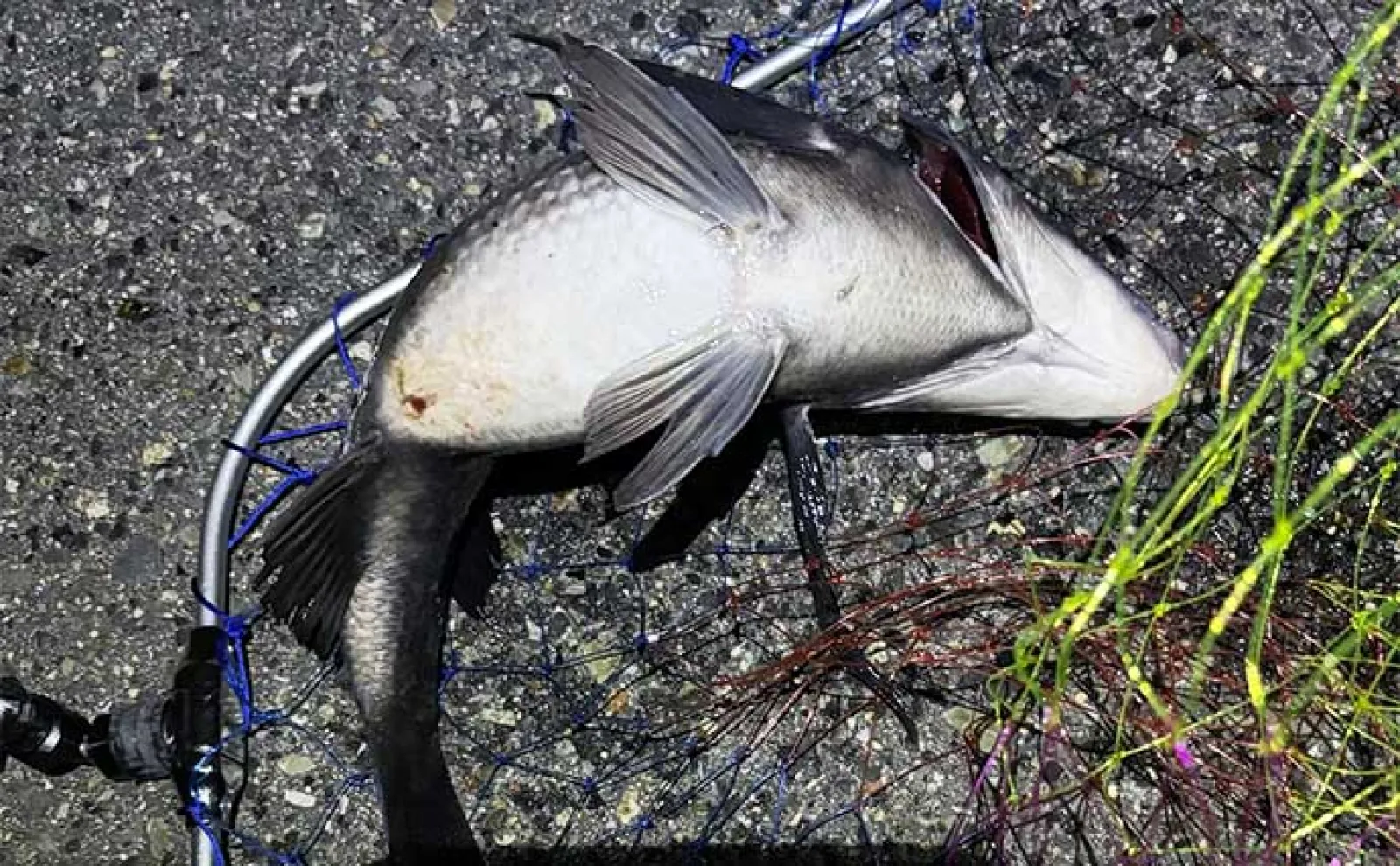 春の乗っ込み(ノッコミ)期のチヌの特徴と釣り方 基本は夕方~夜を狙おう