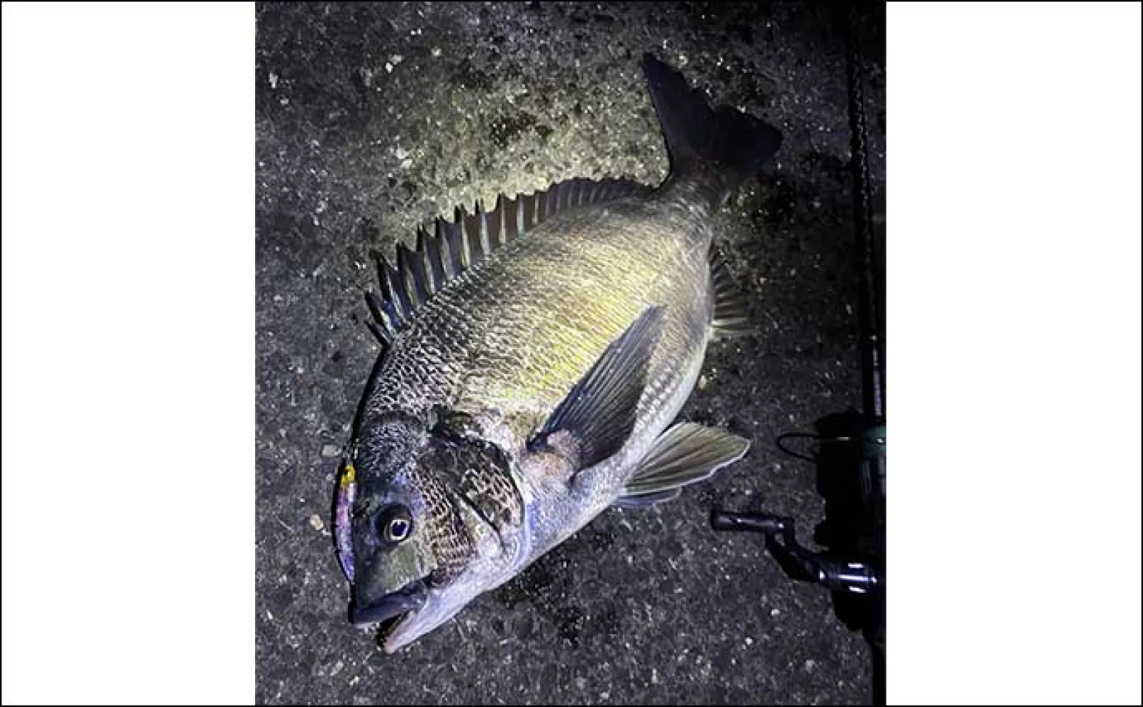 春の乗っ込み(ノッコミ)期のチヌの特徴と釣り方 基本は夕方~夜を狙おう