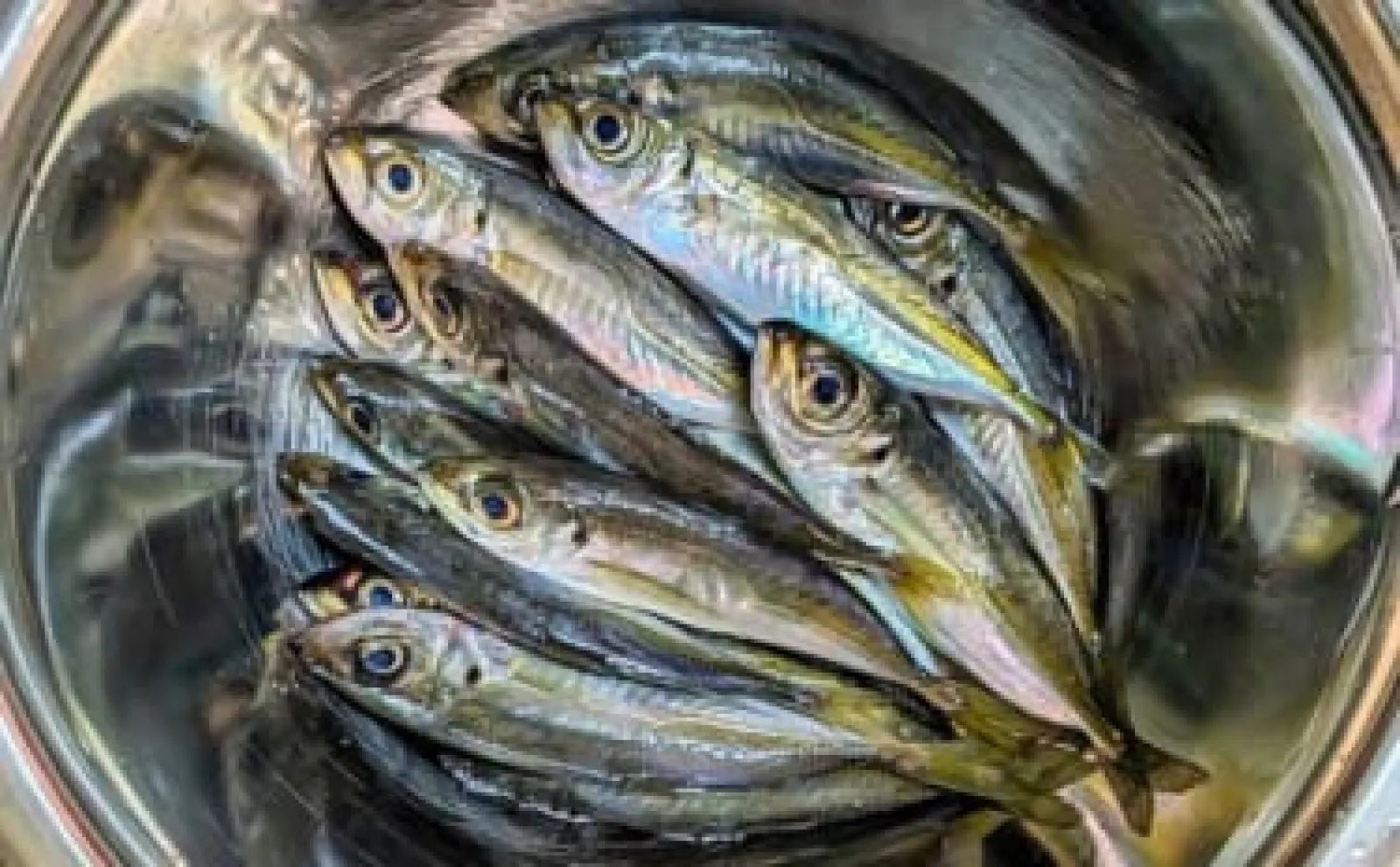 イカダでのサビキ釣りでアジが連発【三重】パーフェクト6点掛けも達成