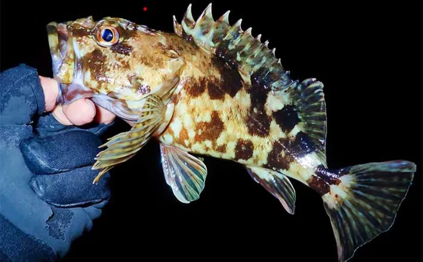 四日市港ライトゲーム釣行でメバルにカサゴを好捕【三重】2024年は根魚の型が良い？