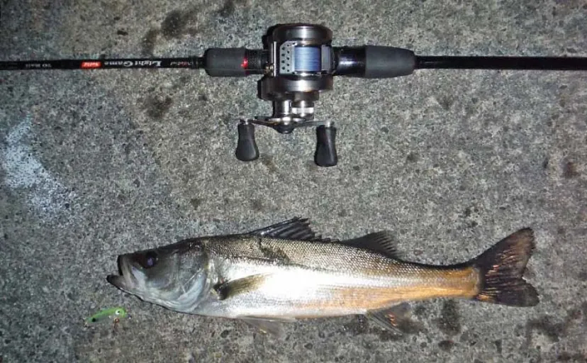 琵琶湖レイクトローリング釣行で63cm大型ビワマスが堂々浮上