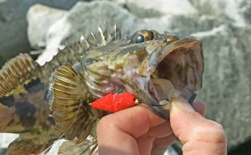 堤防穴釣りで25cm頭に良型カサゴ連打【三重】ブラクリ仕掛けにイカ短で挑戦
