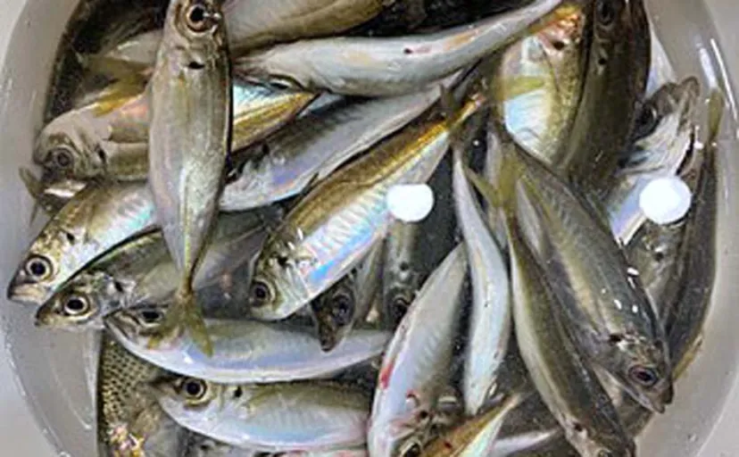 師崎港でのサビキ釣りでアジ50匹手中【愛知】2時間入れ食いでクーラー満タン
