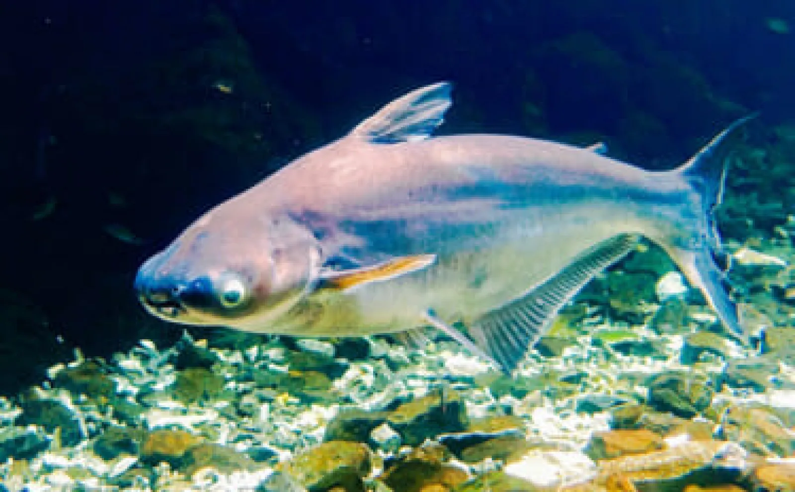 スーパーで見かける「パンガシウス」ってどんな魚？　蒲焼きやフライに最適