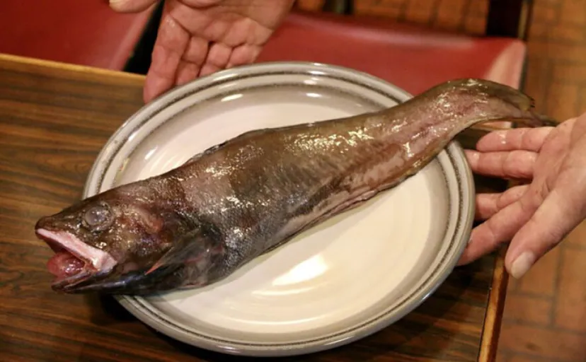 三陸で愛されている『ドンコ』の郷土料理「どんこ汁」は絶品