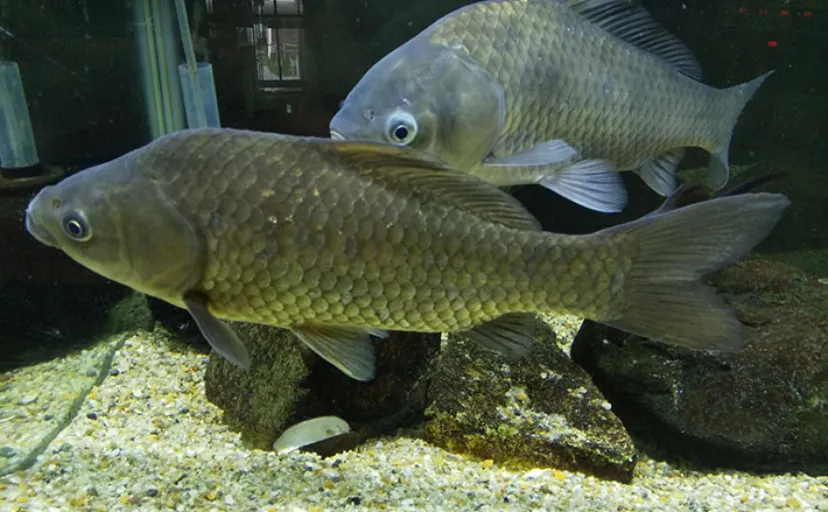 ふな寿司にも使われる琵琶湖固有種「ニゴロブナ」　メスはオスの10倍価値がある？