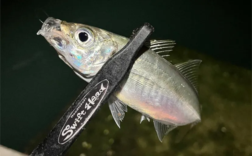 紀北エリアのアジング釣行で本命アジにカサゴにメバルをキャッチ【和歌山】
