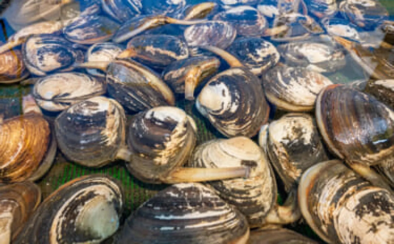 大量の「ホッキ貝」が北海道の海岸に打ちあがる　拾って食べるのは高リスク？