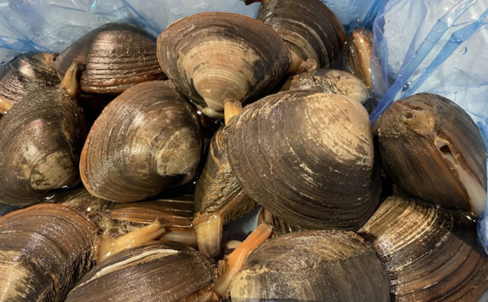 大量の「ホッキ貝」が北海道の海岸に打ちあがる 拾って食べるのは高リスク?